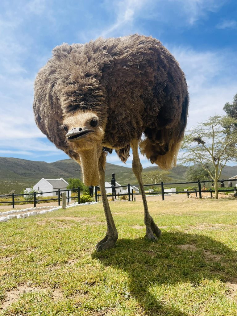 414461167 1111773503534238 1962855067923163030 n